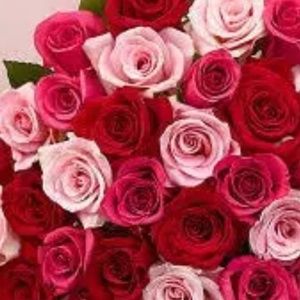 Meet your Posher, Dori